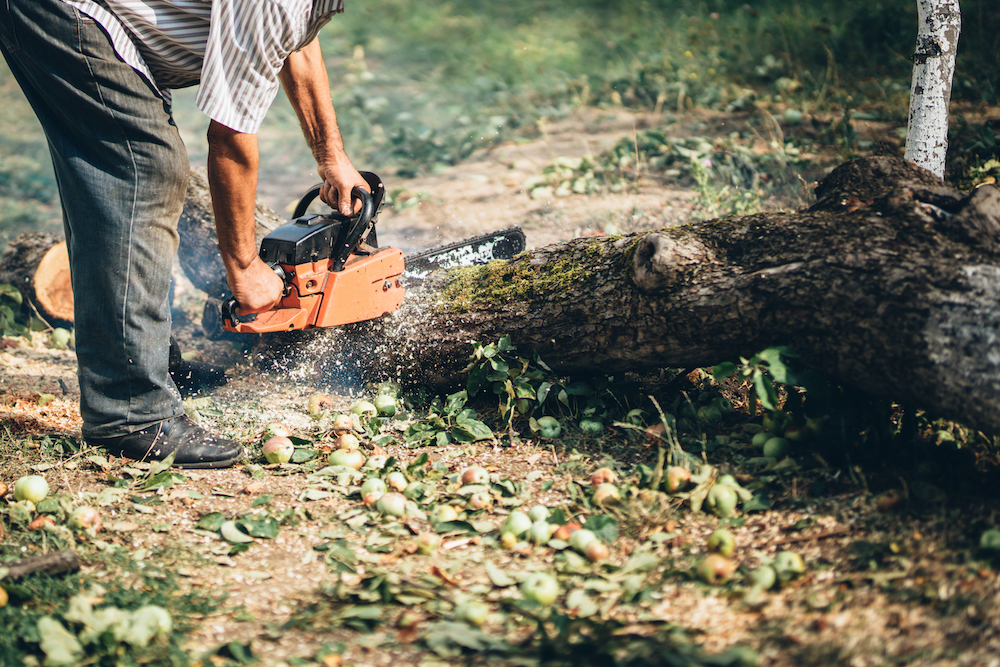 Trunk cutter, wood and timber slicing. Forester cutting logs