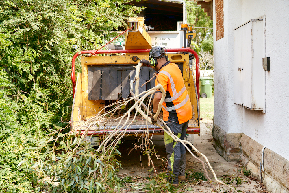 Tree Removal & Stump Removal Services Sydney Paul's Rubbish