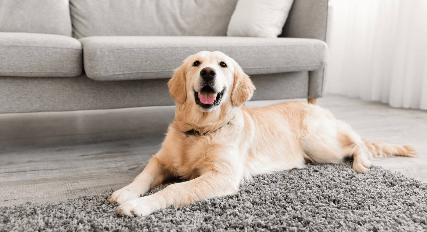 Dog Laying on Floor Carpet