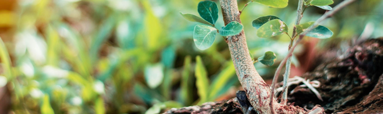 Garden plant