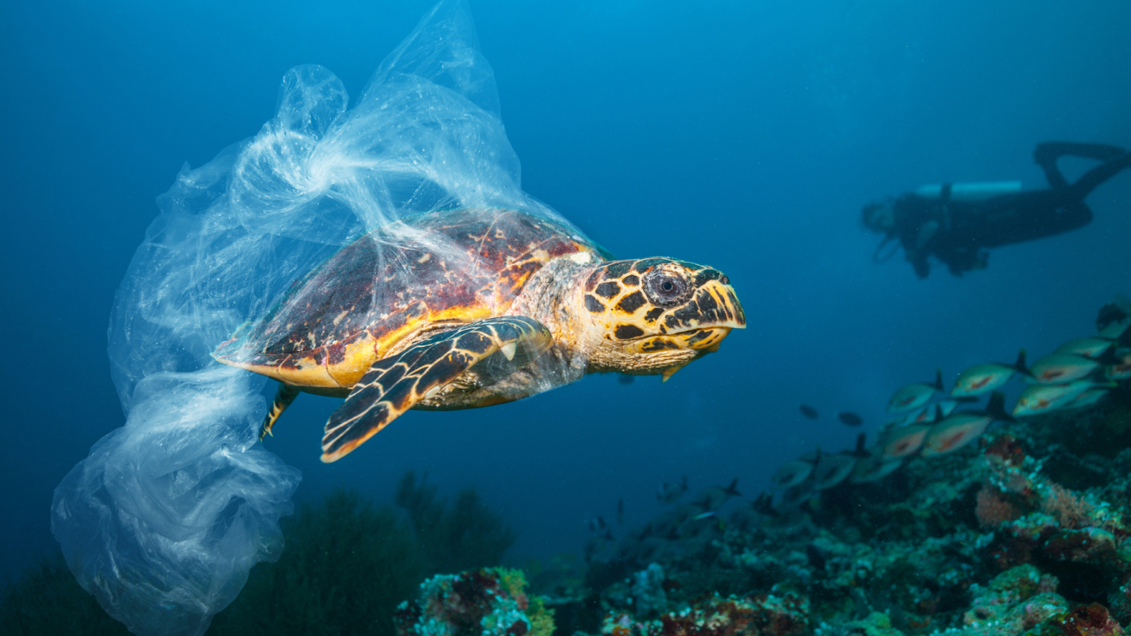 How Does Littering Affect the Environment Paul's Rubbish Removal